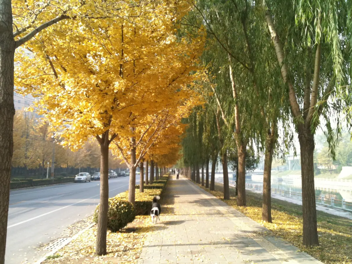 Herbstbäume in Peking